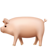 Pig (Apple iOS 12.2)
