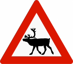 Reindeer Crossing